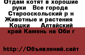 Отдам котят в хорошие руки - Все города, Старооскольский р-н Животные и растения » Кошки   . Алтайский край,Камень-на-Оби г.